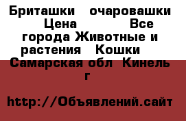 Бриташки - очаровашки.  › Цена ­ 3 000 - Все города Животные и растения » Кошки   . Самарская обл.,Кинель г.